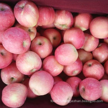 New Crop Carton Packing Fresh FUJI Apple